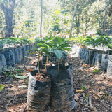 Organic Guatemalan Coffee Coop