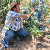 Organic Guatemalan Coffee Farmer